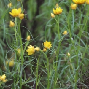 Xerochrysum viscosum at Kambah, ACT - 2 Nov 2022