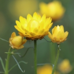 Xerochrysum viscosum at Kambah, ACT - 2 Nov 2022