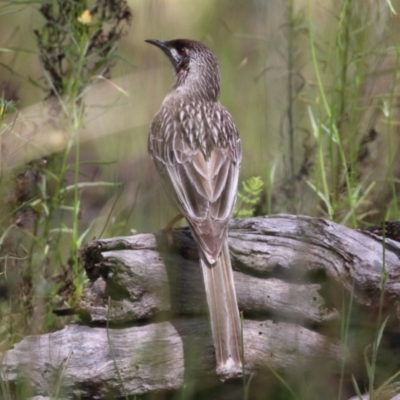 Anthochaera carunculata (Red Wattlebird) at Kambah, ACT - 2 Nov 2022 by RodDeb