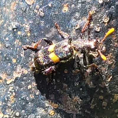 Eleale pulchra (Clerid beetle) at Nambucca Heads, NSW - 3 Nov 2022 by trevorpreston