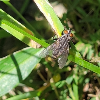 Unidentified True fly (Diptera) at Nambucca Heads, NSW - 3 Nov 2022 by trevorpreston