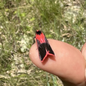 Scoliacma bicolora at Googong, NSW - suppressed