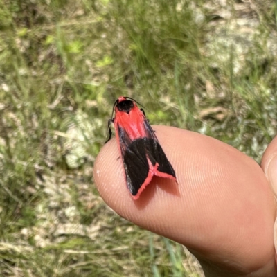 Scoliacma bicolora (Red Footman) at Wandiyali-Environa Conservation Area - 3 Nov 2022 by Wandiyali