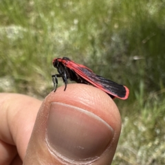 Scoliacma bicolora at Googong, NSW - suppressed