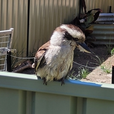 Dacelo novaeguineae (Laughing Kookaburra) at Nambucca Heads, NSW - 3 Nov 2022 by trevorpreston