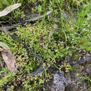 Crassula decumbens var. decumbens at Nicholls, ACT - 3 Nov 2022