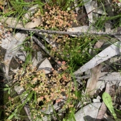 Crassula decumbens var. decumbens at Nicholls, ACT - 3 Nov 2022