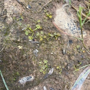 Drosera sp. at Nicholls, ACT - 3 Nov 2022