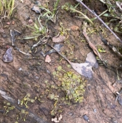 Drosera sp. at Nicholls, ACT - 3 Nov 2022