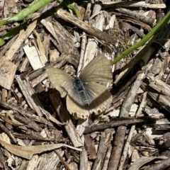 Lampides boeticus (Long-tailed Pea-blue) at Aranda, ACT - 3 Nov 2022 by KMcCue