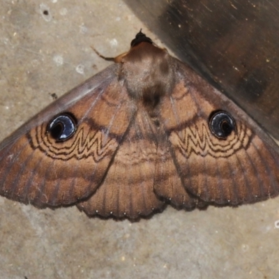 Dasypodia selenophora (Southern old lady moth) at Paddys River, ACT - 2 Nov 2022 by JohnBundock