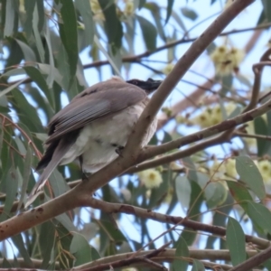 Philemon corniculatus at Wanniassa, ACT - 2 Nov 2022