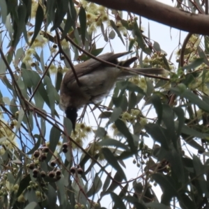 Philemon corniculatus at Wanniassa, ACT - 2 Nov 2022