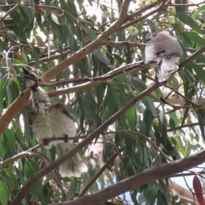 Philemon corniculatus at Wanniassa, ACT - 2 Nov 2022