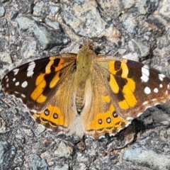 Vanessa kershawi (Australian Painted Lady) at Isaacs, ACT - 2 Nov 2022 by Mike