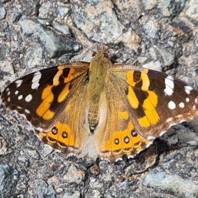 Vanessa kershawi (Australian Painted Lady) at Isaacs, ACT - 2 Nov 2022 by Mike