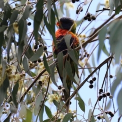 Trichoglossus moluccanus at Wanniassa, ACT - 2 Nov 2022