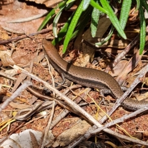 Lampropholis delicata at Isaacs, ACT - 3 Nov 2022 03:01 PM