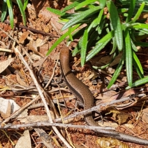 Lampropholis delicata at Isaacs, ACT - 3 Nov 2022 03:01 PM