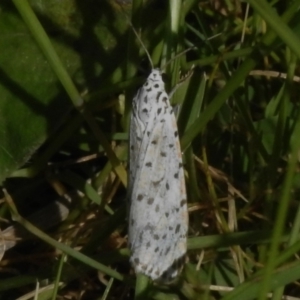 Utetheisa (genus) at Paddys River, ACT - 2 Nov 2022