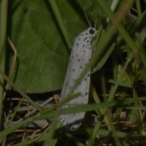 Utetheisa (genus) at Paddys River, ACT - 2 Nov 2022