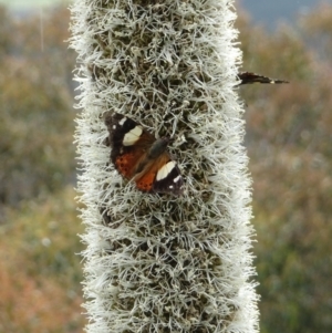 Vanessa itea at Coree, ACT - 3 Nov 2022 12:15 PM