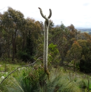 Xanthorrhoea glauca subsp. angustifolia at Coree, ACT - 3 Nov 2022