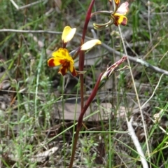 Diuris semilunulata (Late Leopard Orchid) at Coree, ACT - 2 Nov 2022 by GirtsO