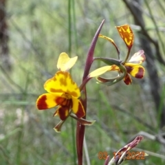 Diuris semilunulata at Coree, ACT - 3 Nov 2022