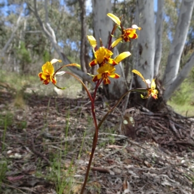 Diuris semilunulata (Late Leopard Orchid) at Coree, ACT - 3 Nov 2022 by GirtsO