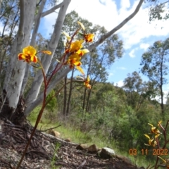 Diuris semilunulata at Coree, ACT - suppressed