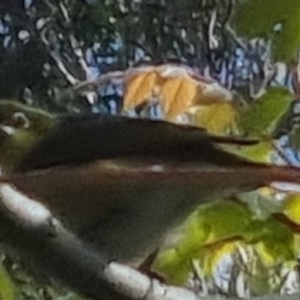 Zosterops lateralis at Bungendore, NSW - 3 Nov 2022