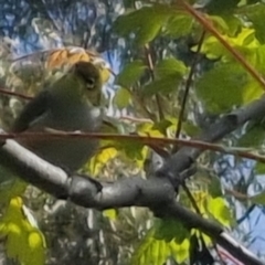 Zosterops lateralis at Bungendore, NSW - 3 Nov 2022