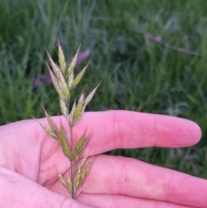 Bromus hordeaceus at Bungendore, NSW - 2 Nov 2022