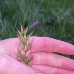 Bromus hordeaceus at Bungendore, NSW - 2 Nov 2022