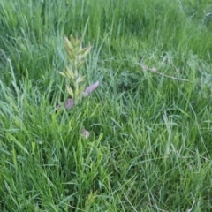 Bromus hordeaceus at Bungendore, NSW - 2 Nov 2022