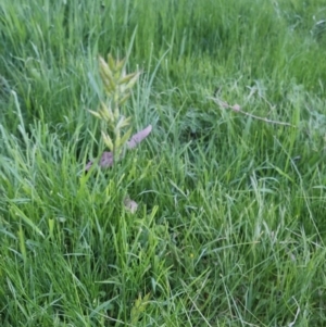 Bromus hordeaceus at Bungendore, NSW - 2 Nov 2022