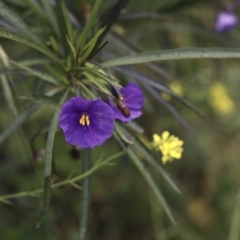 Solanum linearifolium (Kangaroo Apple) at Acton, ACT - 3 Nov 2022 by amiessmacro