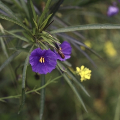 Solanum linearifolium (Kangaroo Apple) at Acton, ACT - 3 Nov 2022 by amiessmacro