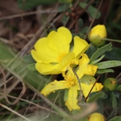 Hibbertia obtusifolia (Grey Guinea-flower) at Acton, ACT - 3 Nov 2022 by amiessmacro