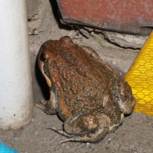 Limnodynastes dumerilii at Ngunnawal, ACT - suppressed