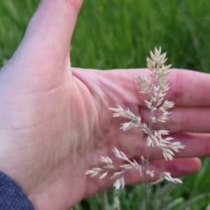 Holcus lanatus at Bungendore, NSW - 2 Nov 2022