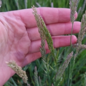 Holcus lanatus at Bungendore, NSW - 2 Nov 2022