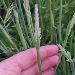 Holcus lanatus at Bungendore, NSW - 2 Nov 2022