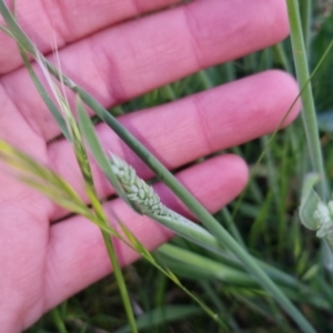 Holcus lanatus at Bungendore, NSW - 2 Nov 2022