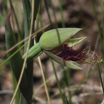 Calochilus platychilus (Purple Beard Orchid) at MTR591 at Gundaroo - 29 Oct 2022 by MaartjeSevenster
