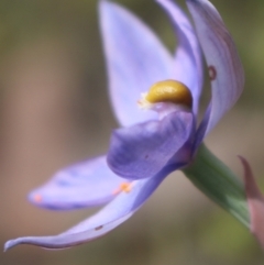 Thelymitra megcalyptra at Gundaroo, NSW - 30 Oct 2022