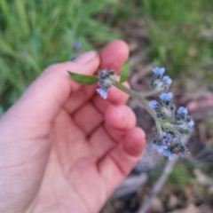 Cynoglossum australe (Australian Forget-me-not) at Bungendore, NSW - 2 Nov 2022 by clarehoneydove