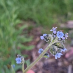 Cynoglossum australe at Bungendore, NSW - 2 Nov 2022 07:03 PM