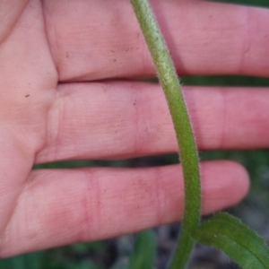 Cynoglossum australe at Bungendore, NSW - 2 Nov 2022 07:03 PM